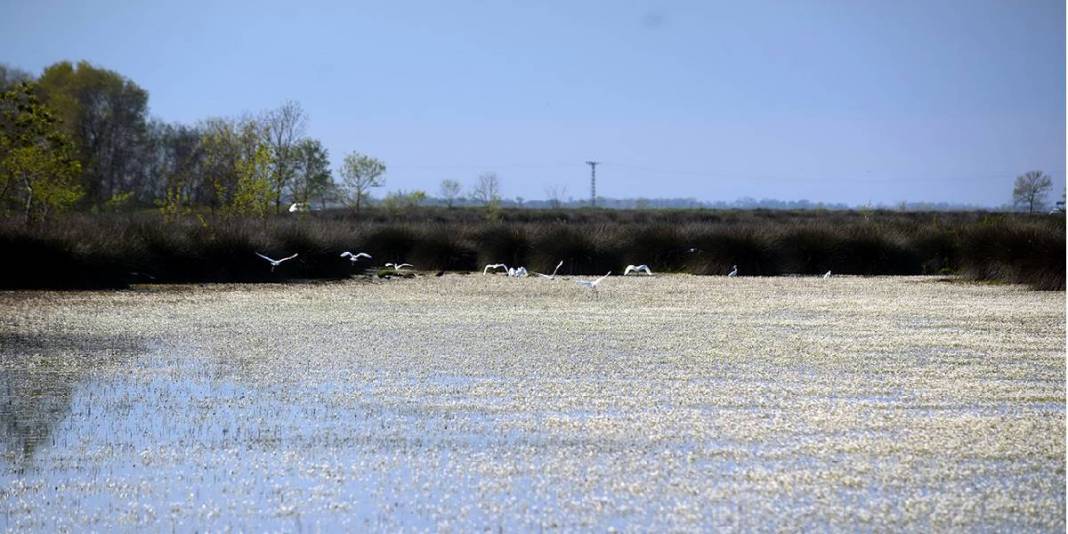 Baharın güzelliğine şahit olmak isteyenler buraya gidiyor: Su papatyaları, mandalar ve doğa… 6